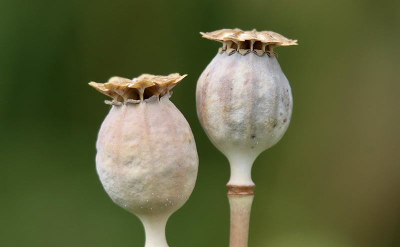 Enchanted Seeds