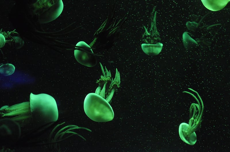 Underwater Decor