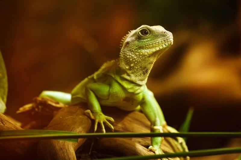 Dragon Image